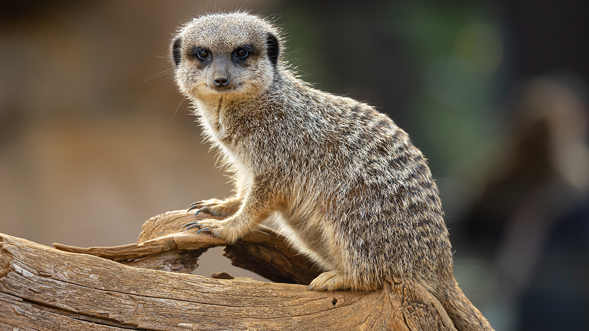 Meerkat at Colchester Zoo, Essex